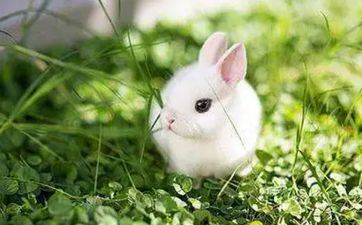 冲兔(辛卯)煞东属兔适宜成婚吗?成婚伴郎伴娘怎样选? 冲兔(辛卯)煞东属兔适宜成婚吗?成婚伴郎伴娘怎样选?