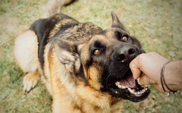 冲狗煞南时冲壬戌是什么意思？属狗冲狗搬迁了会怎么样？