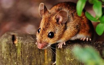 2021年属鼠阴历十二月嫁娶好日子一览表