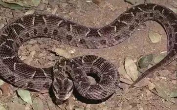 不同年份大雪节气出世的属相属蛇的人命运怎么样？