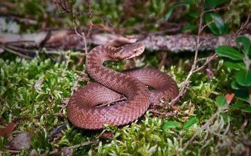 77年属蛇男2022年运势剖析完整版 77年属蛇男在虎年运势怎么？