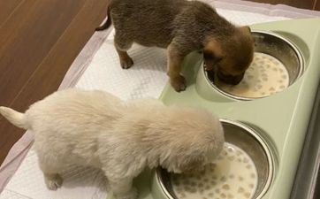 2024年属狗要出大事吗 2024年属狗佩带什么最开运