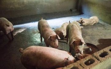 2022年阴历四月属猪人学业运势怎么 逢考必过增强决心