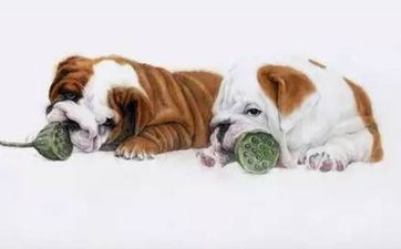 家里狗哭是什么预兆晚上