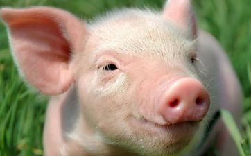 属猪的可以带牛饰品吗 属猪应该佩带什么饰品招财