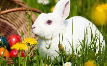 贵人相助福分满满 想旺财气的属兔人不要错失这几种办法