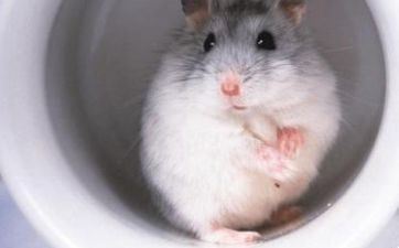 2022年五月属鼠人作业能提高吗 处世慎重增强实力