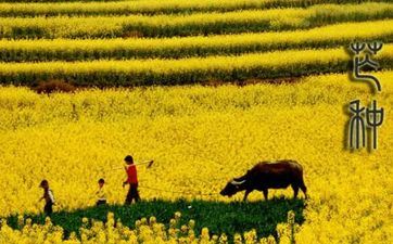 芒种节气的耕耘活动及摄生技巧