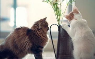 活人的枕头怎样扔