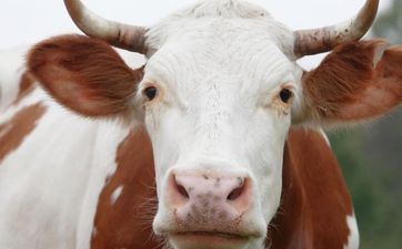 85年属牛的桃花方位  吉星飞临桃花旺