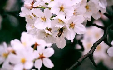 清明节成婚的闺女回娘家不好吗？嫁出去的女儿清明节能够回娘家吗