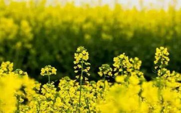 2022清明节放假组织！清明节高速免费吗