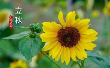 青岛立秋吃什么 立秋节气是在几月几号