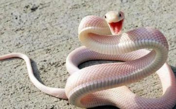 2022年属蛇什么色彩最吉祥 2022年属蛇什么色彩最吉祥