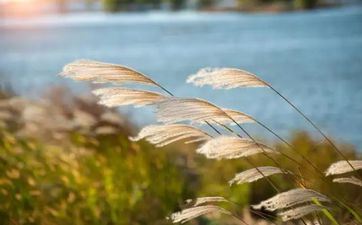 立秋节气谚语 立秋的农谚俗话说法