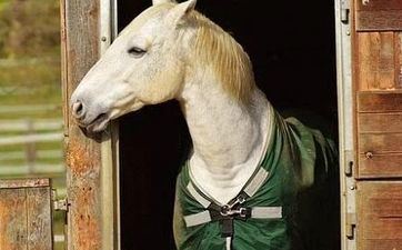 属马2022年两喜缠身，2022年属马人有什么喜事