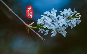 清明节气的传统习俗及摄生技巧