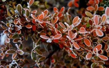 2022年霜降节气当日十二时辰吉凶、宜忌事项一览