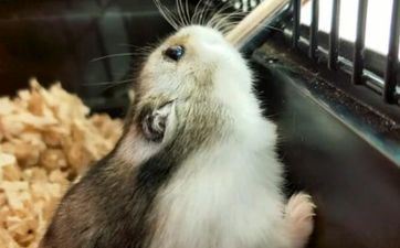 1972年属鼠男在2022年的有桃花运 桃花较好要据守初心