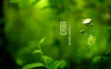 清明节上坟买的东西是奇数仍是双数