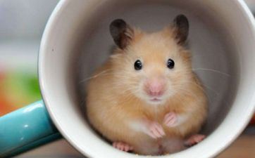 领证择吉 2022年属相属鼠腊月领证的好日子