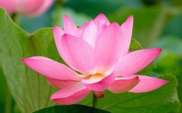 大暑节气的传统活动及饮食忌讳