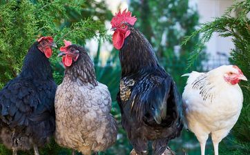 属相鸡2024年牢房之灾是怎么回事