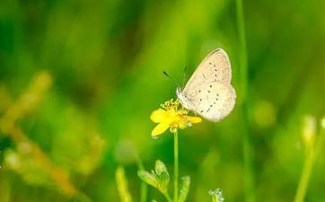 惊蛰打小人最简略做法 特别用品需预备