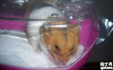 属鼠人出生在正月十五元宵节命运怎么样？