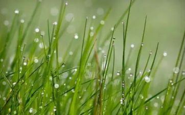 白露开什么花？白露三侯有哪些现象