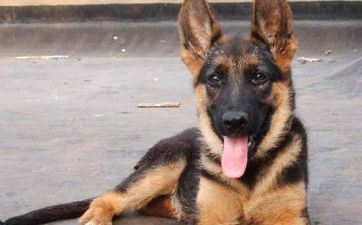 属鼠女与属狗男般配吗 属鼠女的和什么属相最配