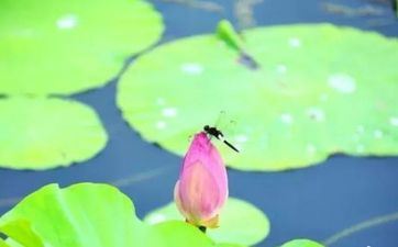 小暑节气的由来和习俗 小暑的首要节气习俗有什么