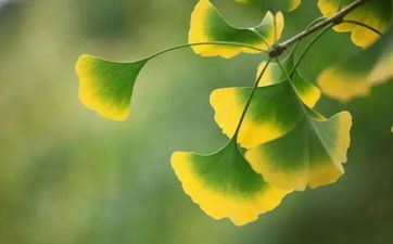 立秋有雨样样有，立秋无雨收半秋的意思 立秋的雨水有什么用途