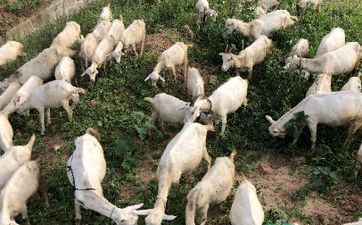 属羊家里摆什么属相最旺，这几个最招财进宝旺家运