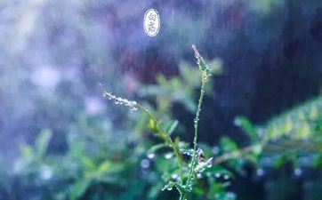 白露节气喝白露茶的优点 生津止渴润燥