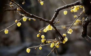 2023年躲春要躲多久？2023年属兔的怎样躲春？