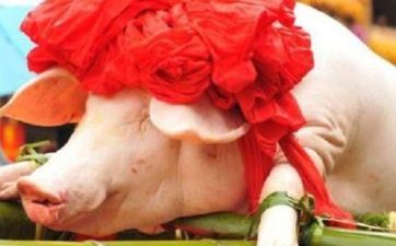 1971年的猪在2022年怎么样，71年属猪人2022年运势