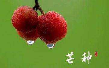 芒种节气的来历 芒种有什么习俗习惯