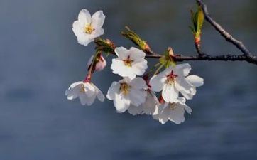 2022年清明节是几月几号 4月5日上坟祭祖