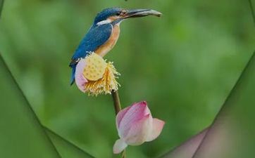 小暑节气的民间风俗及食物 小暑节气的民间风俗及食物