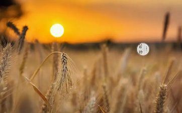 芒种节气的风俗活动及特征食物