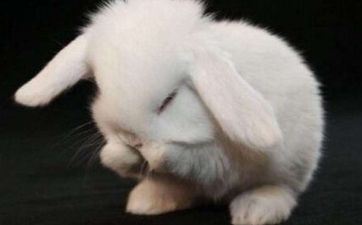 属兔人怎样选手机号 健康顺畅赋有富裕