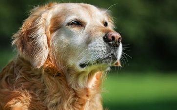 属狗2022年11月提车好日子一览表 属狗2022年11月哪天合适提车