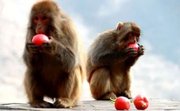 属猴五月五端午节出世好不好?端午节放假放几天? 属猴五月五端午节出世好不好?端午节放假放几天?