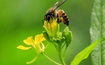 2022惊蛰节气几点几分 2022年3月5日22点43分 2022惊蛰节气几点几分 2022年3月5日22点43分