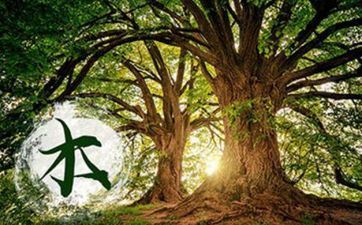 松柏木命几月生好 剖析什么是松柏木命