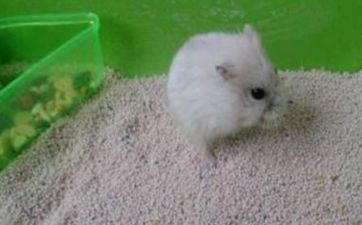 属龙的女性嫁给属鼠的怎么样 属鼠为什么喜爱龙