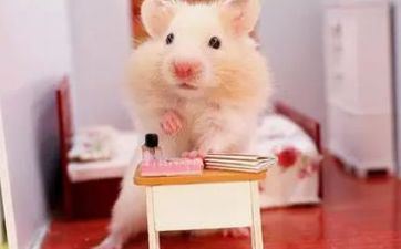 属鼠人2022年运势好吗？84年属鼠人2022年运势怎么样？