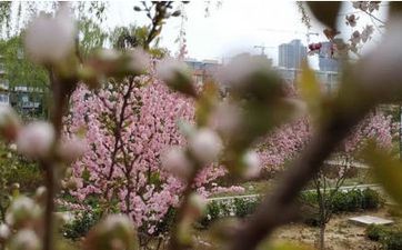 清明节上车牌吉祥吗 车牌尾数怎样挑选