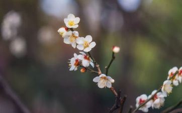 2023年躲春的时分能够做什么？2023年孩子为什么要躲春躲年